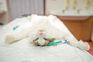 katze op