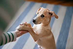 hund legt pfoten ab