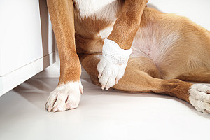 hund sitzend mit eingeknicktem gelenk