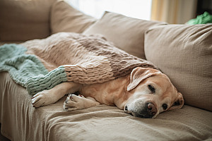 DDurchfall beim Hund: mit Durchfallmitteln und Schonkost helfen