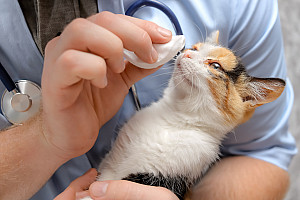 katze augenentzündung