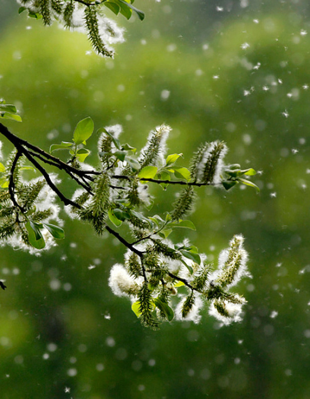 pollenallergie durch blütenpollen flug