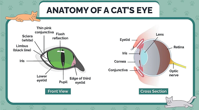 Anatomie eines Katzenauges