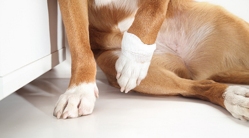 hund mit eingeknickter pfote