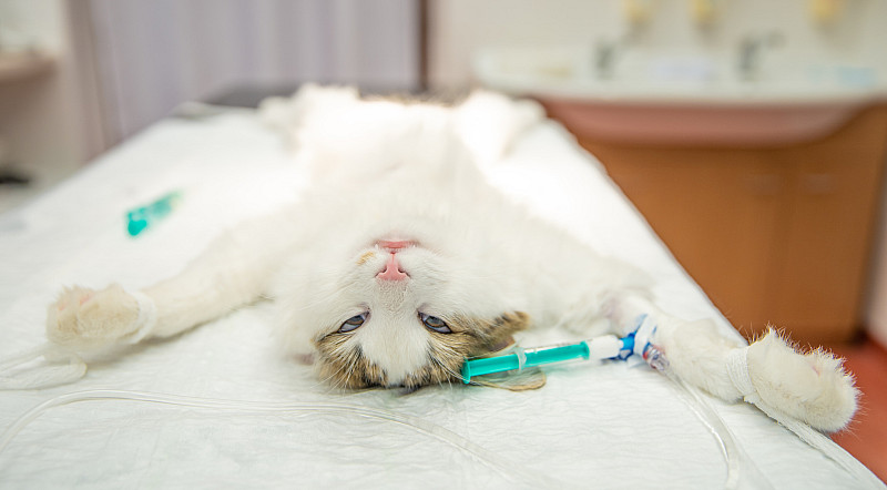 nierensuffizienz katze