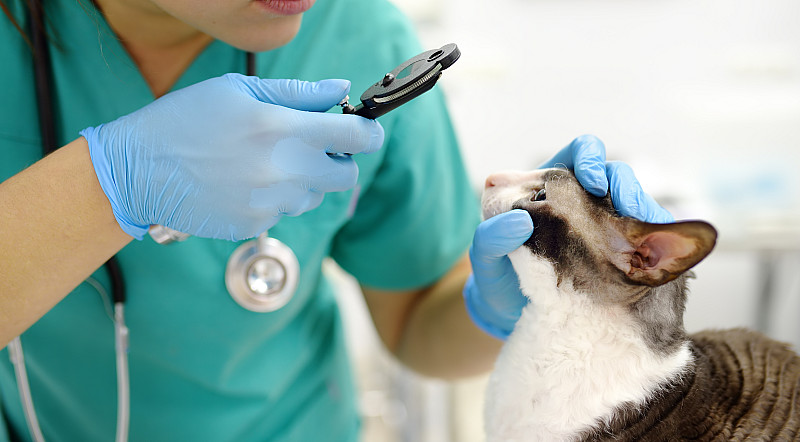 katze augen kontrolle
