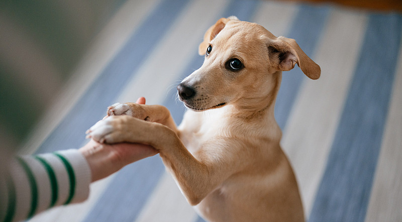 hund legt pfoten ab