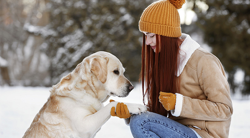 hund pfote winter