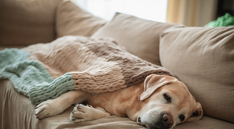 Hund auf sofa unter der decke