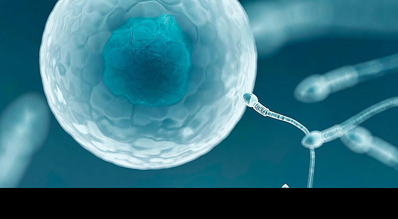  Fruchtbarkeit steigern beim Mann: Vitamine für Männer mit Kinderwunsch 