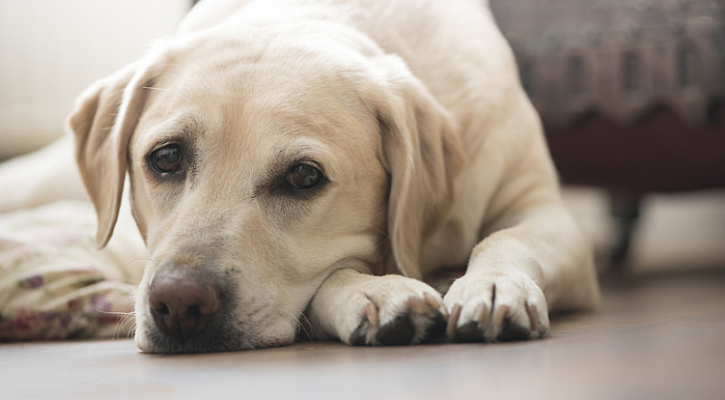 senior hund liegt auf boden