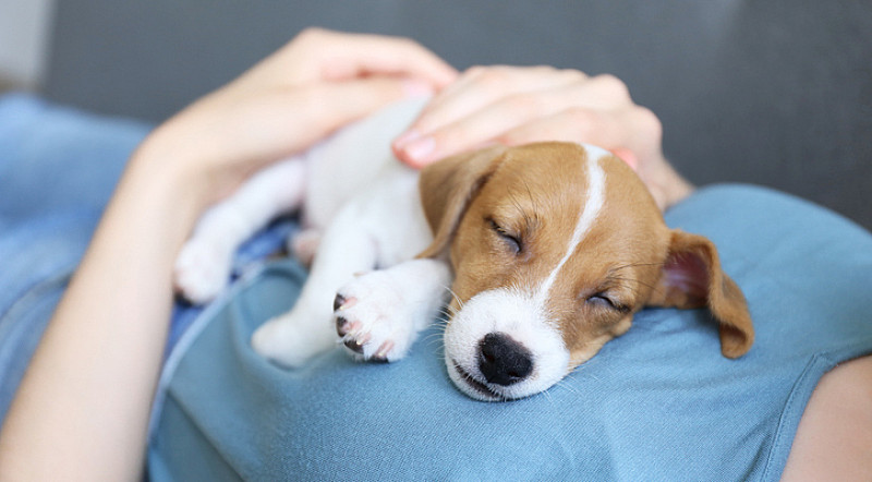 hundewelpe schl&auml;ft auf brust