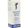 EQUISETUM ARVENSE Rh D 6 Dilution