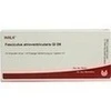 FASCICULUS ATRIOVEN GL D 8