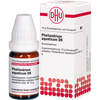 PHELLANDRIUM AQUAT D 6, 10 g, Dhu-Arzneimittel GmbH & Co. KG