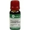 ANACARDIUM ORIENTALE LM 12