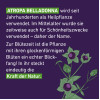 Belladonna D6 Globuli Pfl&uuml;ger Globulispender, 10 g, Hom&ouml;opathisches Laboratorium Alexander Pfl&uuml;ger GmbH & Co. KG