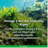 DHA-Algen&ouml;l Kapseln Omega-3 vegan Dr. Jacobs, 60 Stk., Dr. Jacob's Medical GmbH