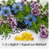 Oregano-&Ouml;l Kapseln BIO Schwarzk&uuml;mmel&ouml;l Dr. Jacob's, 60 Stk., Dr. Jacob's Medical GmbH