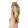 Schecker Kauwurzeln - das Dauer-Kauspielzeug - keine Kalorien - hypoallergen, 1 st, Schecker