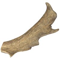 Schecker Hundesnack - Damhirsch Geweih, 1 Stk., Schecker