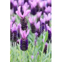 Schopflavendel 100g, 100 g, Hofapotheke St. Afra