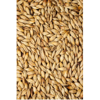 Malz Salbe 100g, 100 g, Hofapotheke St. Afra