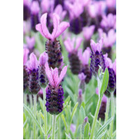 Schopflavendel 250g, 250 g, Hofapotheke St. Afra