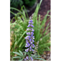 M&ouml;nchspfeffersamen Salbe 200g, 200 g, Hofapotheke St. Afra