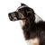 Giftköder Schutznetz für Hunde XS-S
