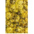 Chrysanthemenblüten Salbe 30g