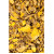 Leopardenblumenwurzelstock Tropfen - Tinktur 500ml
