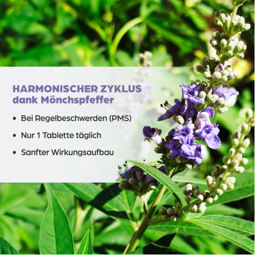 Dr. B&ouml;hm M&ouml;nchspfeffer 4mg, 60 Stk., Apomedica Pharmazeutische Produkte GmbH