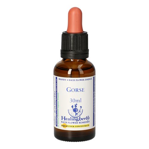 BACHBLUETEN Gorse Healing Herbs, 30 ml, Leitner Lifecare GmbH BACHBLUETEN Gorse Healing Herbs, 30 ml, Leitner Lifecare GmbH