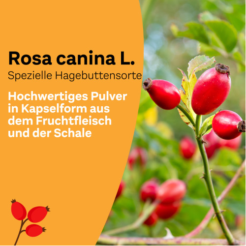 Litozin Hagebuttenpulver, 130 g, Queisser Pharma GmbH & Co. KG