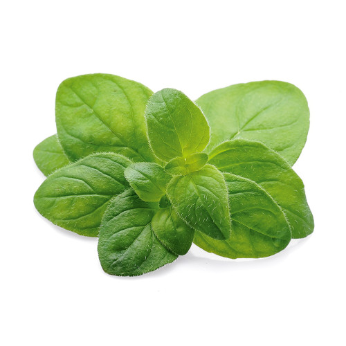 Dr. Jacob's Oregano-&Ouml;l Kapseln Carvacrol Thymol vegan, 60 Stk., Dr. Jacob's Medical GmbH