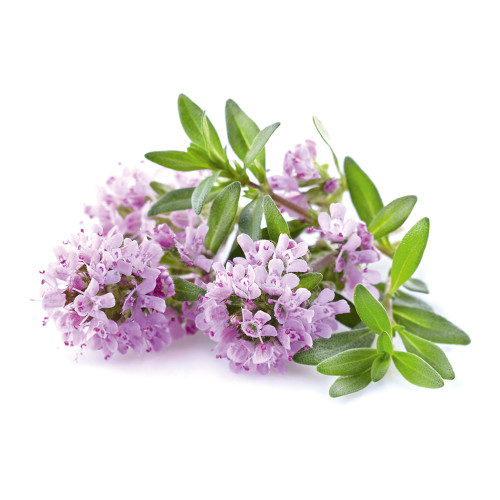 Dr. Jacob's Oregano-&Ouml;l Kapseln Carvacrol Thymol vegan, 60 Stk., Dr. Jacob's Medical GmbH