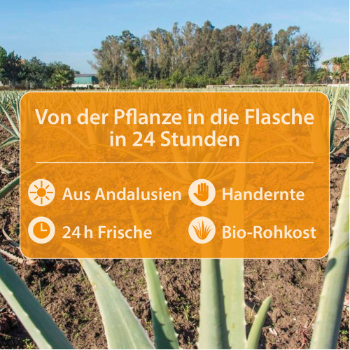 Aloe vera-Gel-Saft Ingw.Kurk.Kam. Bio Dr. Jacob's, 1000 ml, Dr. Jacob's Medical GmbH