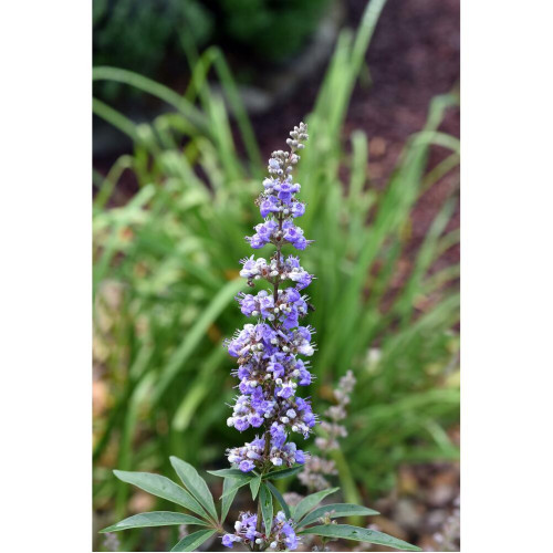 M&ouml;nchspfeffersamen Salbe 30g, 30 g, Hofapotheke St. Afra