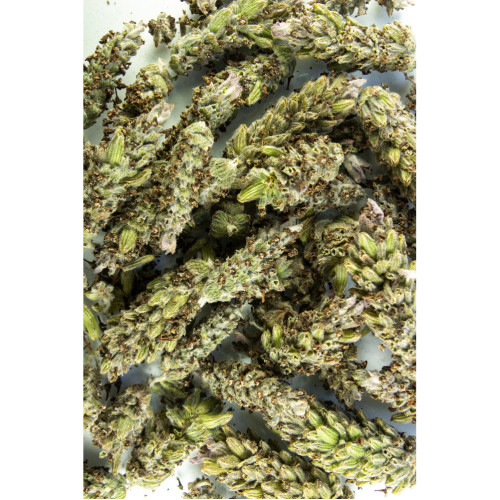 Schopflavendel Salbe 100g, 100 g, Hofapotheke St. Afra